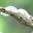 아기다람쥐 이미지