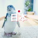 펭귄 | 삿포로 AOAO 아오아오 아쿠아리움 티켓 수족관 입장권 가격 펭귄 후기