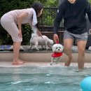 도그하우스 이미지