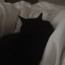 밀키(MILKI)