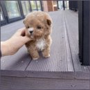 더펫애견샵