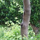 세로티나벚나무 Prunus serotina Ehrh.(장미과 벚나무속) 이미지