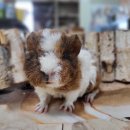 애니멀프렌즈 이미지