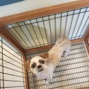 아프지말게 동물병원 이미지