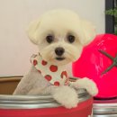 알로하펫 이미지