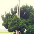 향나무민박 이미지