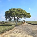 카페밭티 | 제주 녹차밭 카페, 기념품 샵 추천 오설록 티 뮤지엄 방문 후기
