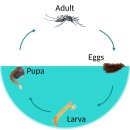 모기 ( 영어; Mosquito, 한자;蚊, 학명; Culicidae )