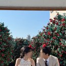 하루 | 웨딩촬영 헤어변형 오늘하루 내돈내산 후기