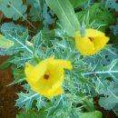 무늬잎 노랑꽃 가시양귀비 씨앗 나눔(20 ~30분)---(차비 : 농협계좌 500\) 이미지