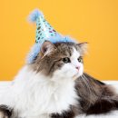 그루밍포유 이미지