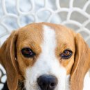 개편하개 이미지