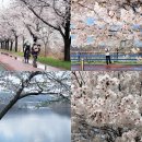 탄금호순환자전거길 10 | 충주 벚꽃 맛집 탄금공원 벚꽃길 2026 개화상태