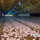 화석 양계장 네이버블로그
