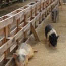 삼당농장 이미지