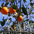 양림동둘레길 이미지