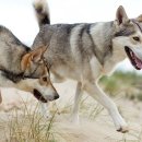 도구로 55 이미지