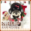 동글댕글 | 초지역 애견미용실 안산 원곡동 동글댕글 미용요금표 내돈내산 후기