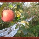 새터농장 이미지