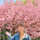 핀캠퍼스 | 경기도 용인 겹벚꽃 명소 경희대 국제캠퍼스 장소 추천 및 주차요금