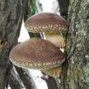 사은농장 이미지