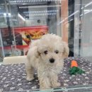 이쁘개 건강하개 이미지