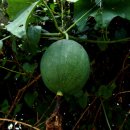 하늘타리 이미지