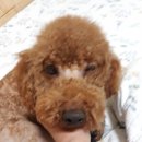 더펫샵 | 불로동 더펫샵 애견미용 후기