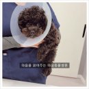 마음을 읽어주는 마음동물병원 이미지