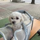 강남예치과동물병원 이미지