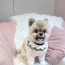 개이쁘댕 이미지
