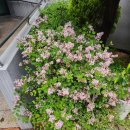 늦게 피는 꽃 이미지