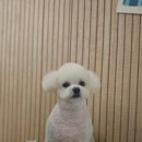 빠몽(PAWMONG) 이미지