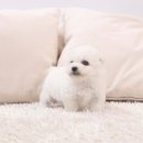 퍼피당강아지 안산본점 이미지