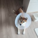 온리동물병원 | 온리동물병원 - 강아지 알레르기성 피부염 치료