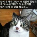 미야옹 이미지