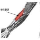 상완 이미지
