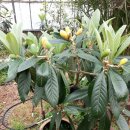 비파농장 이미지