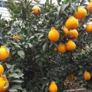 준이네농장 이미지