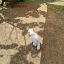 임진강수라상 | 파주 장어집 내돈내산 애견동반식당 임진강수라상 후기