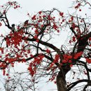 재스민향기 이미지