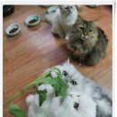 페르시안