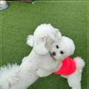 소답동(의창동환승센터방면) | 창원 소답동 애견호텔 멍학교 비용 시간 위치