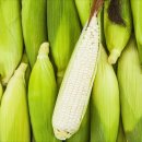 노란옥수수 이미지