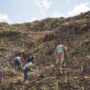 나무를 심는 사람들 이미지