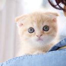 나는 고양이에 빠지다 이미지