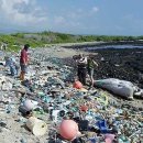 8/13:Drowning in plastic-Tough truths about marine plastic pollution 이미지