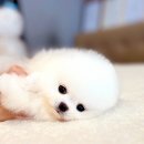 인천강아지분양 고양이분양 24시 데려가개 청라점 | 함께 알아보아요 인천강아지분양 고양이분양 24시 데려가개 청라점