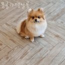 똥콜라 펫살롱 이미지