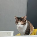 뉴에스동물병원 이미지